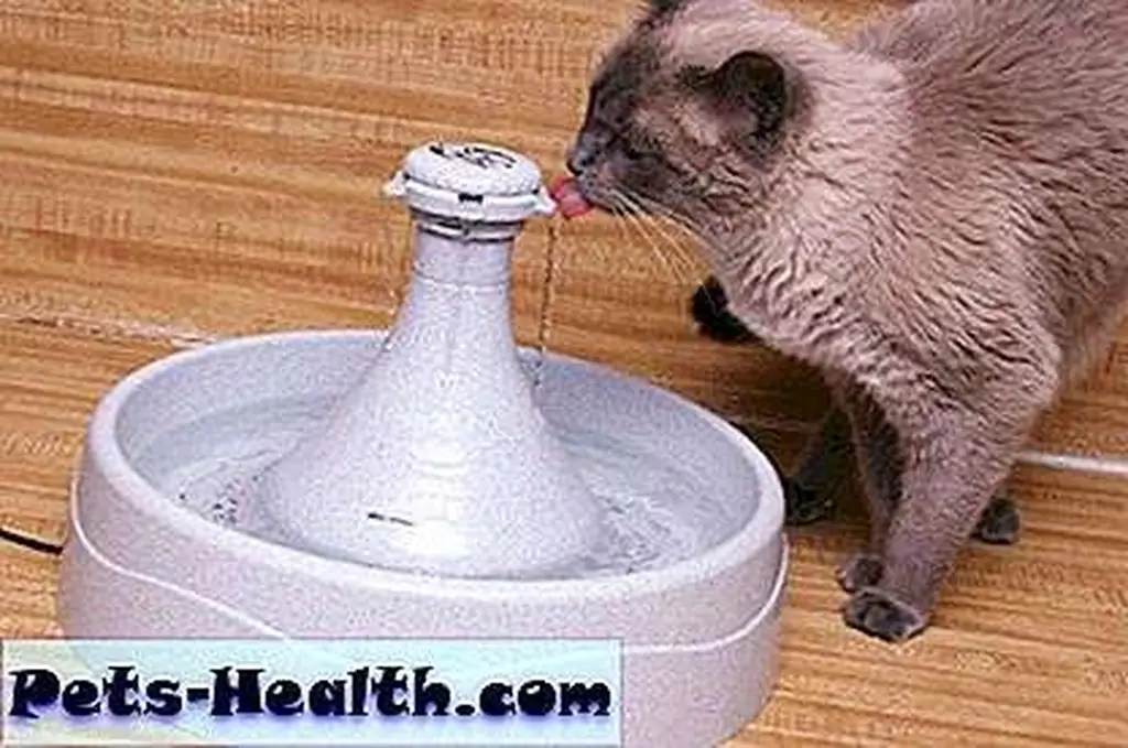 Nixie takes a drink. Image from Nixie's HEARTworm BEAT Facebook page; used by permission Nixie takes a drink. Image from Nixie's HEARTworm BEAT Facebook page; used by permission
