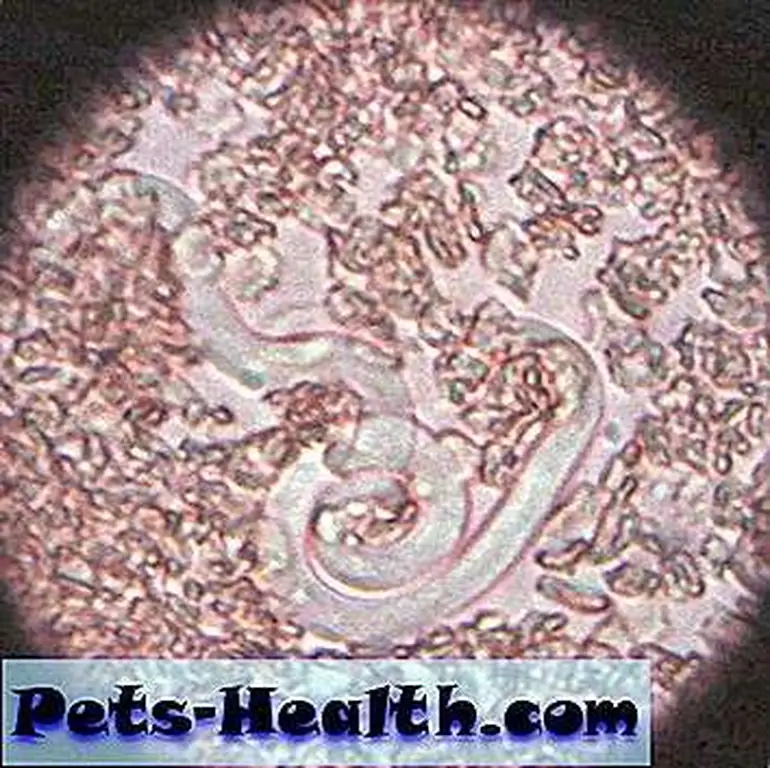 Heartworm microfilaria at 400x magnification, (CC-BY-SA) by Joel Mills, via Wikimedia Commons Heartworm microfilaria at 400x magnification, (CC-BY-SA) by Joel Mills, via Wikimedia Commons