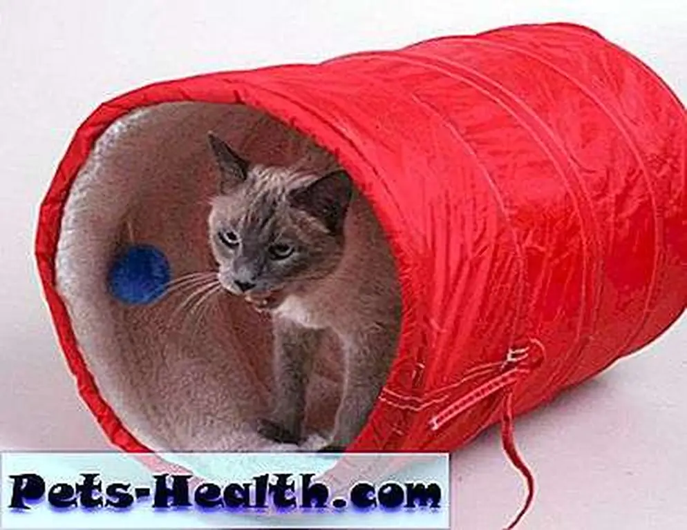 Dusty Rainbolt's cat, Nixie, has Heartworm Associated Respiratory Disease. Image from Nixie's HEARTworm BEAT Facebook page; used by permission. Dusty Rainbolt's cat, Nixie, has Heartworm Associated Respiratory Disease. Image from Nixie's HEARTworm BEAT Facebook page; used by permission.