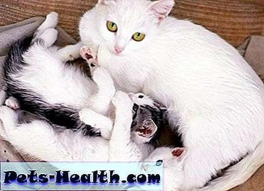 Mother cat protecting her kittens by Shutterstock Mother cat protecting her kittens by Shutterstock
