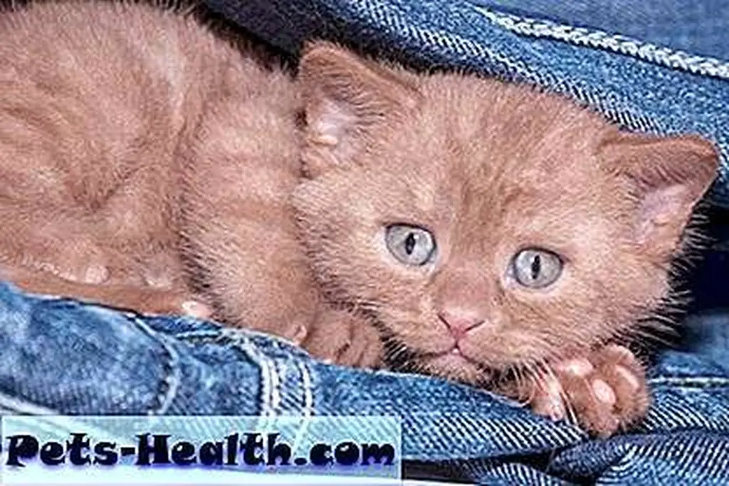 Scared kitten hiding by Shutterstock Scared kitten hiding by Shutterstock