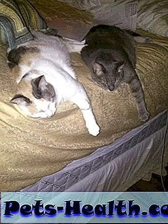 Image Image