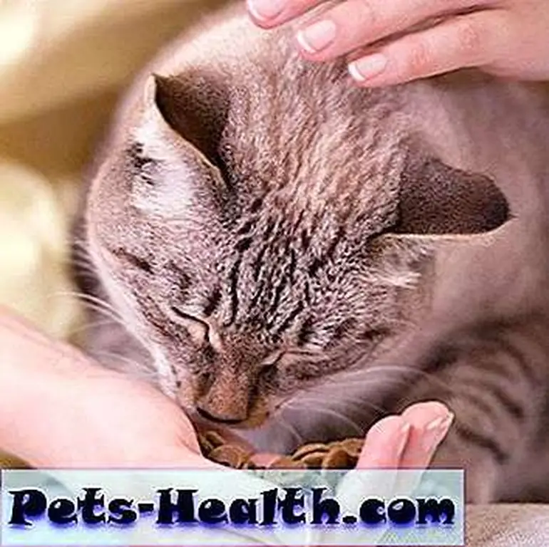 Unrecognizable woman feeding her tabby cat at home by Shutterstock.com Unrecognizable woman feeding her tabby cat at home by Shutterstock.com