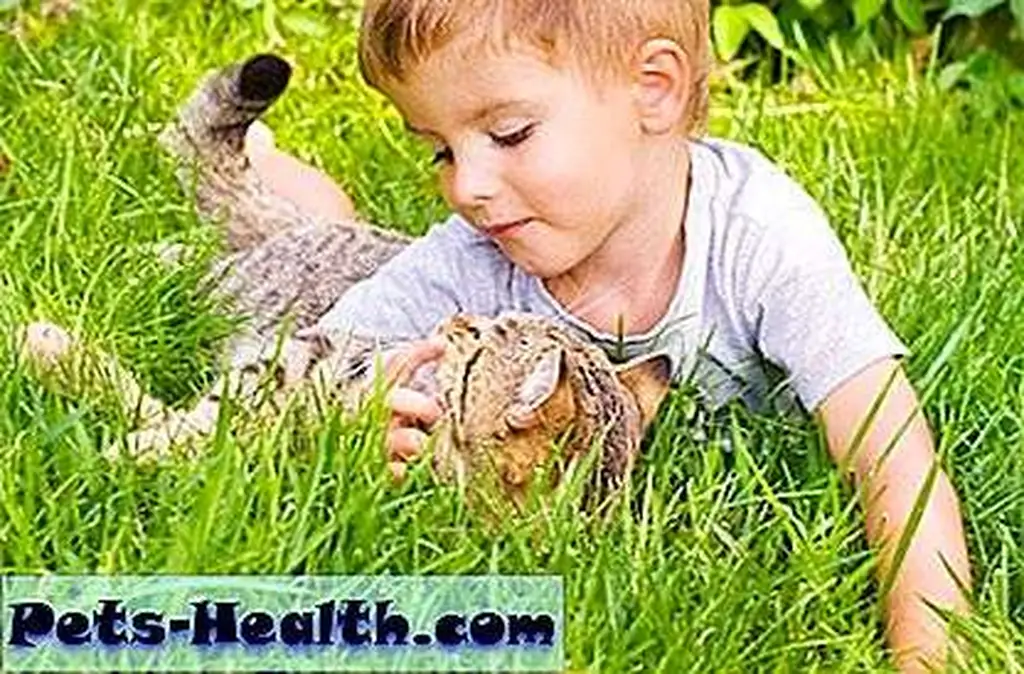 Cute boy and cat lying in the grass by Shutterstock.com Cute boy and cat lying in the grass by Shutterstock.com