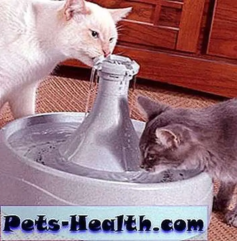 ducttapedcat2 ducttapedcat2