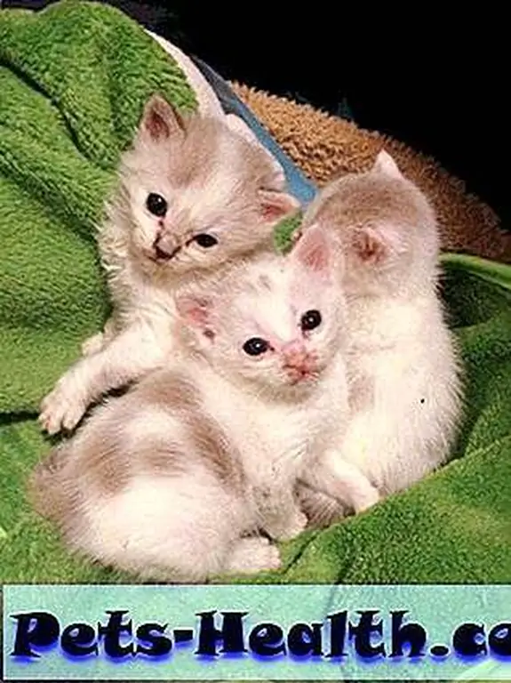 At Saving Grace Rescue, it's all about the kittens. At Saving Grace Rescue, it's all about the kittens.