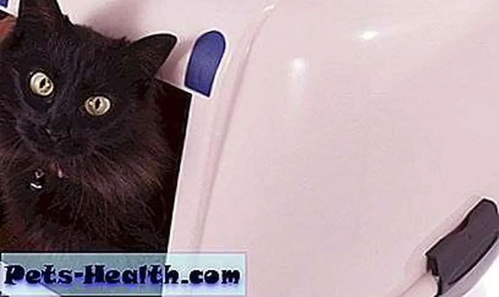 Cat using litter box by Shutterstock.com. Cat using litter box by Shutterstock.com.