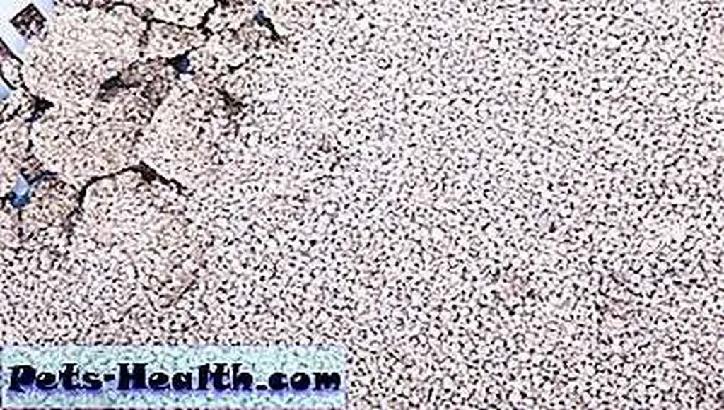 Clumping cat litter by Shutterstock.com. Clumping cat litter by Shutterstock.com.