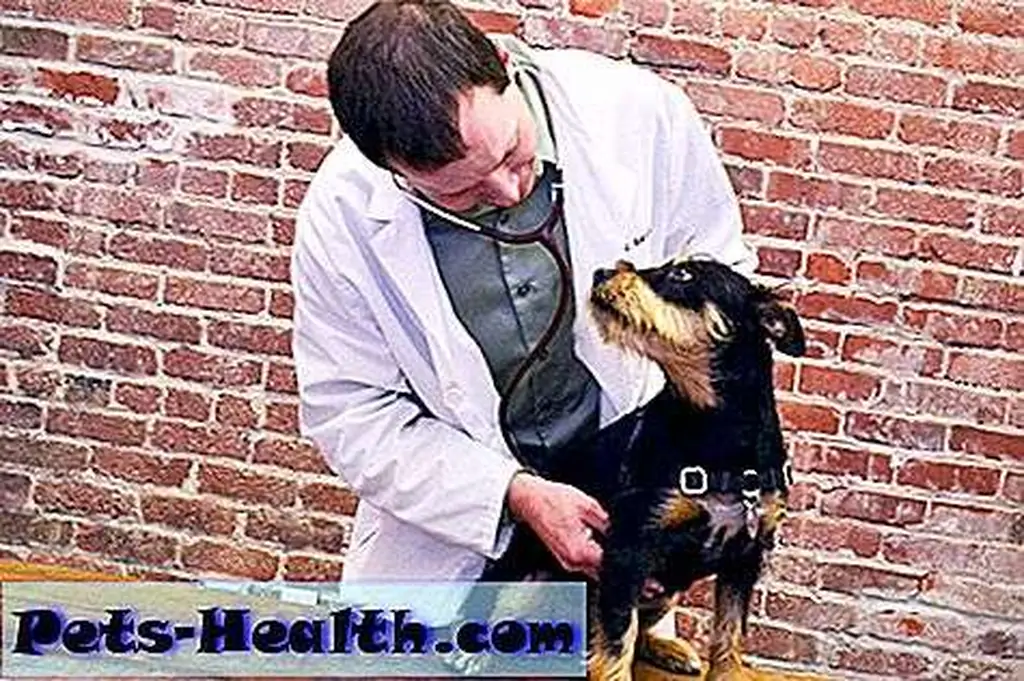 Small breeds like the Yorkshire Terrier are particularly predisposed to collapsing trachea. Cute Yorkie puppy in large teacup by Shutterstock. Small breeds like the Yorkshire Terrier are particularly predisposed to collapsing trachea. Cute Yorkie puppy in large teacup by Shutterstock.