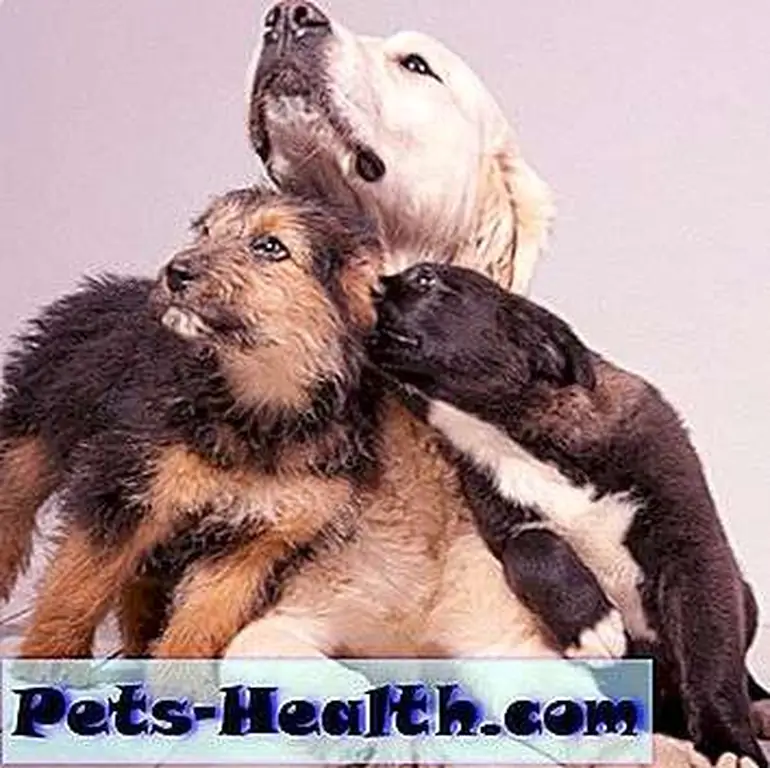 Yes, dogs can cough. And honk. Dogs by Shutterstock. Yes, dogs can cough. And honk. Dogs by Shutterstock.