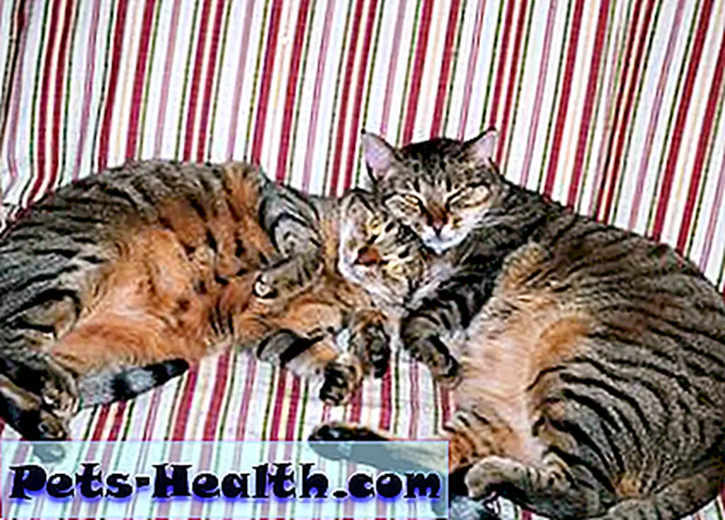 Former ferals Rosie and Mo were trapped and tamed as kittens. Former ferals Rosie and Mo were trapped and tamed as kittens.