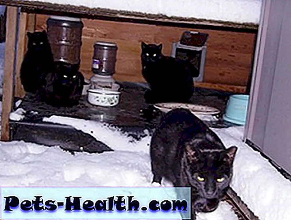 Feral cats take advantage of a winter shelter. Feral cats take advantage of a winter shelter.