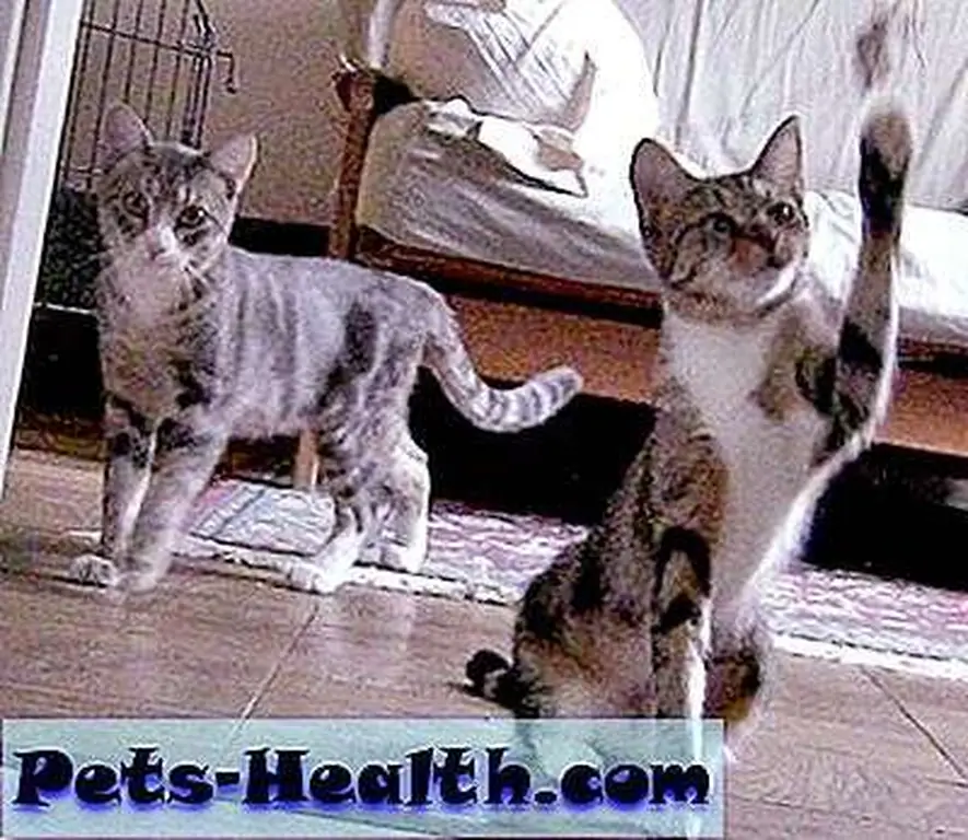 The Urban Cat League provides step-by-step instructions for socializing feral cats. The Urban Cat League provides step-by-step instructions for socializing feral cats.