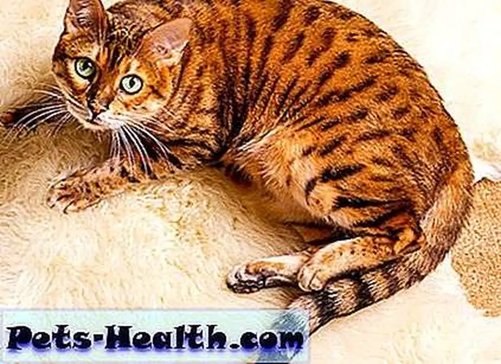 Pedigreed Bengal cat? Sure! Bengal cat on wool rug by Shutterstock. Pedigreed Bengal cat? Sure! Bengal cat on wool rug by Shutterstock.