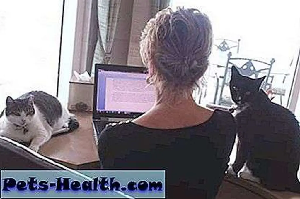 Working at my desk with my kitties. Working at my desk with my kitties.