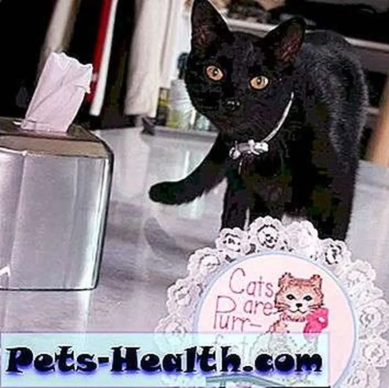 Fred is lively, talkative, and always seeking us out. Fred is lively, talkative, and always seeking us out.