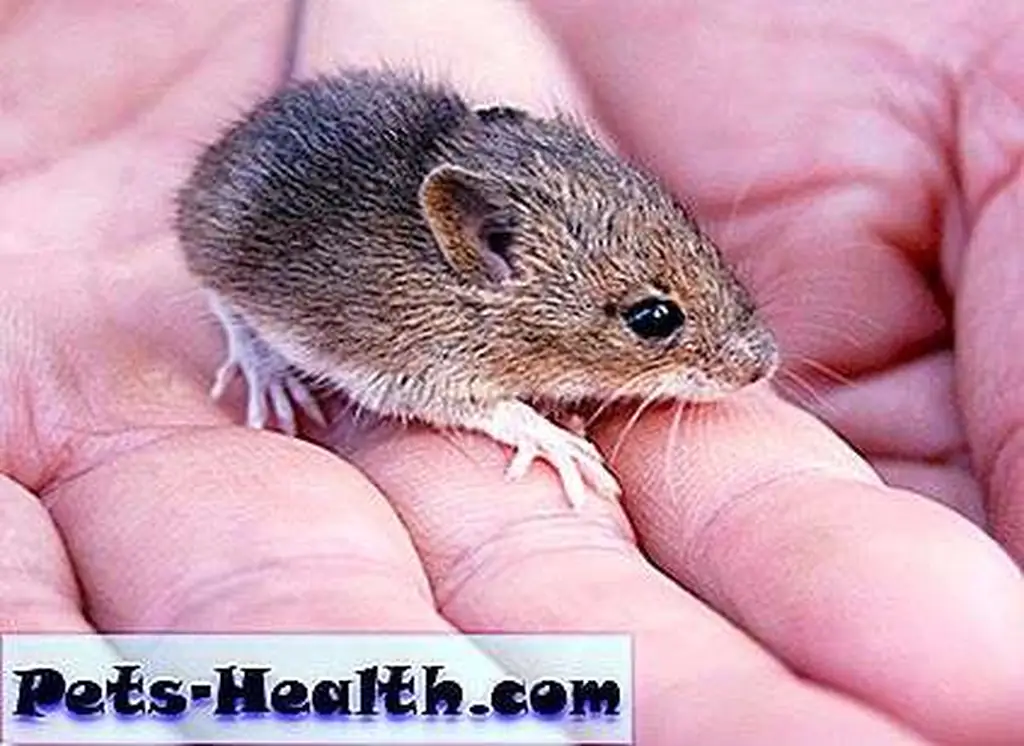 Baby mouse by Shutterstock.com. Baby mouse by Shutterstock.com.