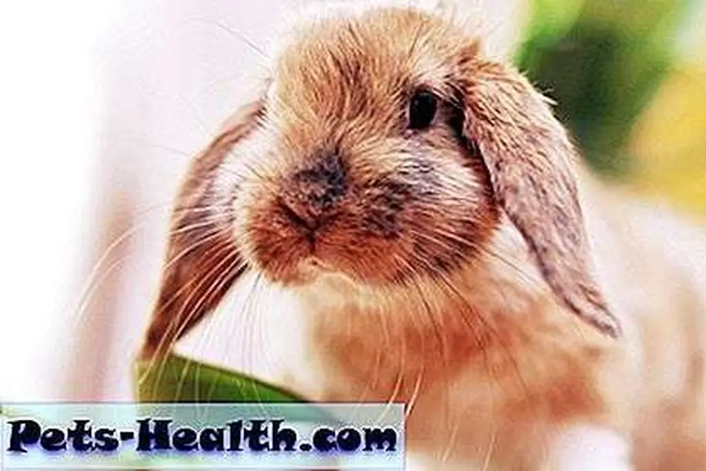 Cute little rabbit by Shutterstock.com. Cute little rabbit by Shutterstock.com.