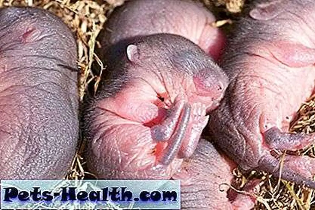 Little baby mice by Shutterstock.com. Little baby mice by Shutterstock.com.