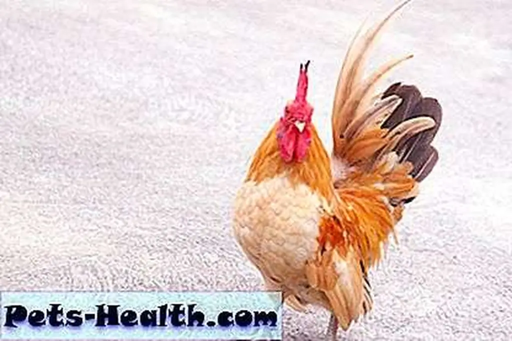 Bantam by Shutterstock.com. Bantam by Shutterstock.com.