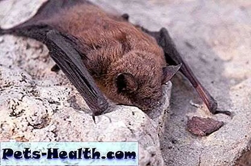 Little brown bat by Shutterstock.com. Little brown bat by Shutterstock.com.
