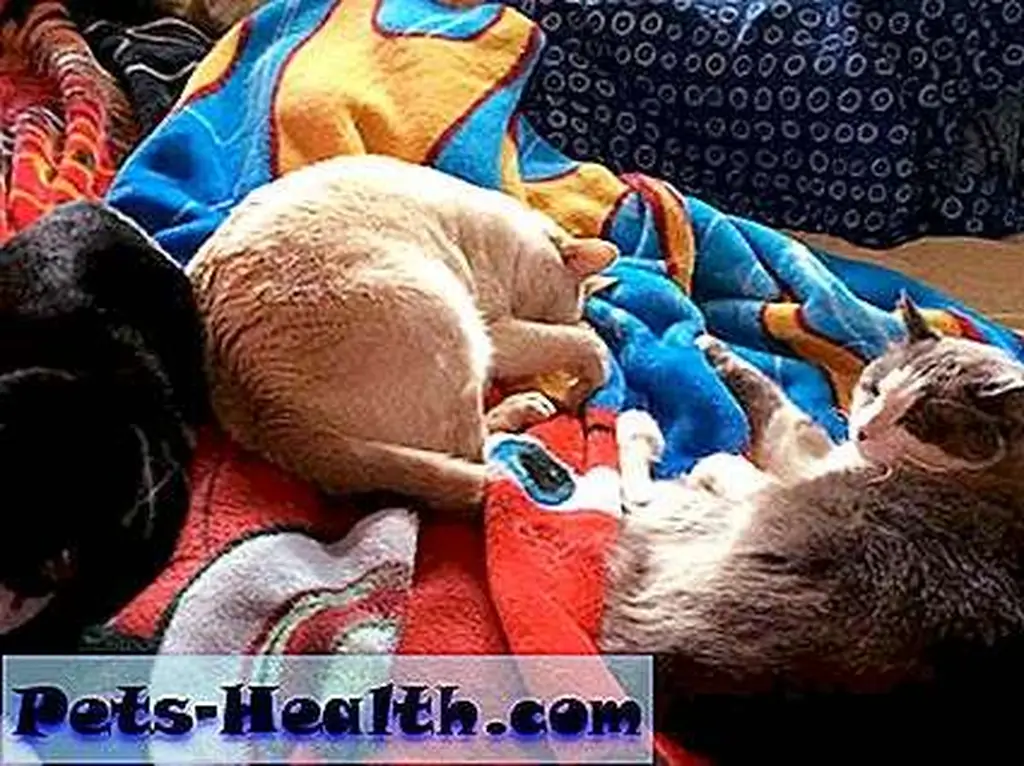Starry, Oliver, and Miko. (Photo by Kezia Willingham) Starry, Oliver, and Miko. (Photo by Kezia Willingham)