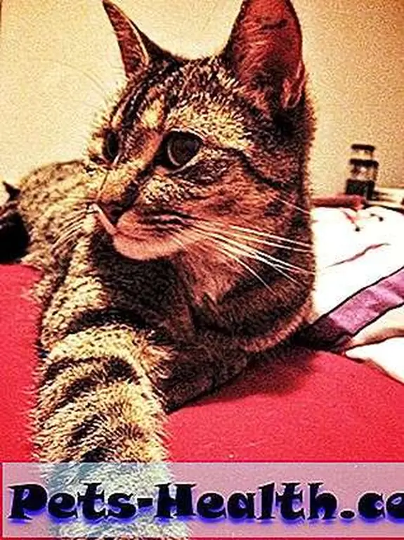 Cleo Cleo