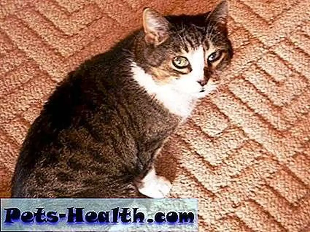 Kali's passing and hospice were a difficult, yet profound and loving time. Kali's passing and hospice were a difficult, yet profound and loving time.