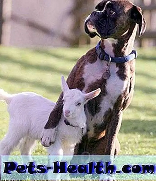 Billy the Boxer and Lily, his kid goat: Richard Austin/Rex USA, used with permission. Billy the Boxer and Lily, his kid goat: Richard Austin/Rex USA, used with permission.