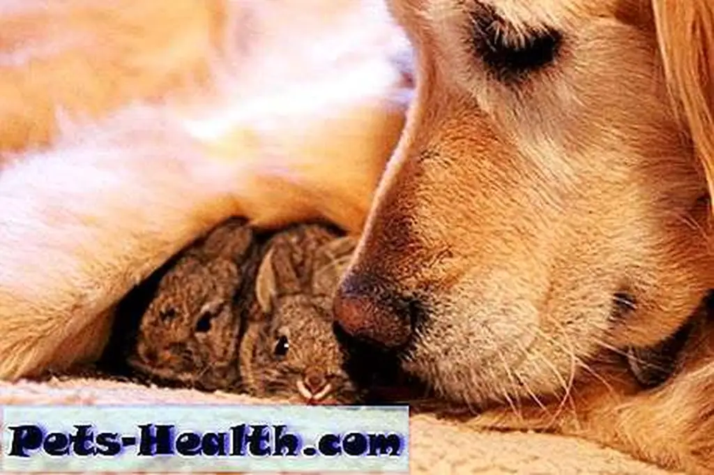 Koa the Golden Retriever and her bunnies. Photo by Tina Case/Rex Features, used with permission. Koa the Golden Retriever and her bunnies. Photo by Tina Case/Rex Features, used with permission.
