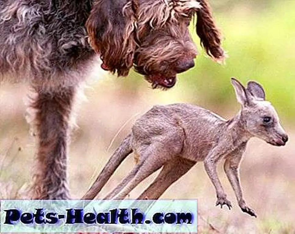 The Pointer Mix and his Joey: Newspix / Rex USA, used with permission. The Pointer Mix and his Joey: Newspix / Rex USA, used with permission.
