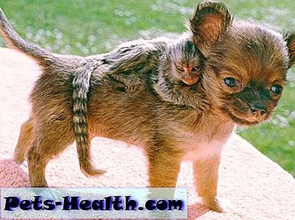 The Chihuahua and his baby Marmoset: John Drysdale, used with permission. The Chihuahua and his baby Marmoset: John Drysdale, used with permission.