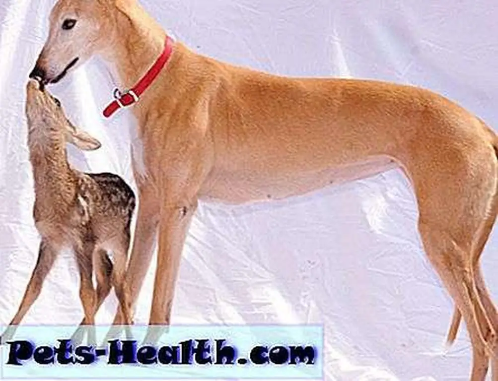 Greyhound and Her Fawn photo by Geoff Grewcock, used with permission Greyhound and Her Fawn photo by Geoff Grewcock, used with permission