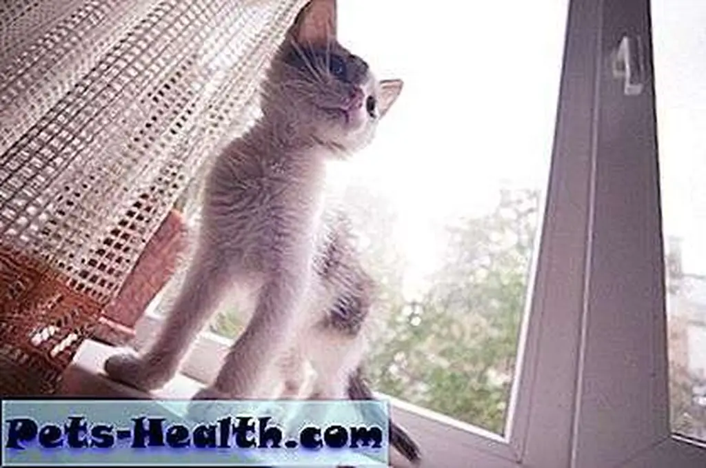 Cat sitting in window by Shutterstock Cat sitting in window by Shutterstock
