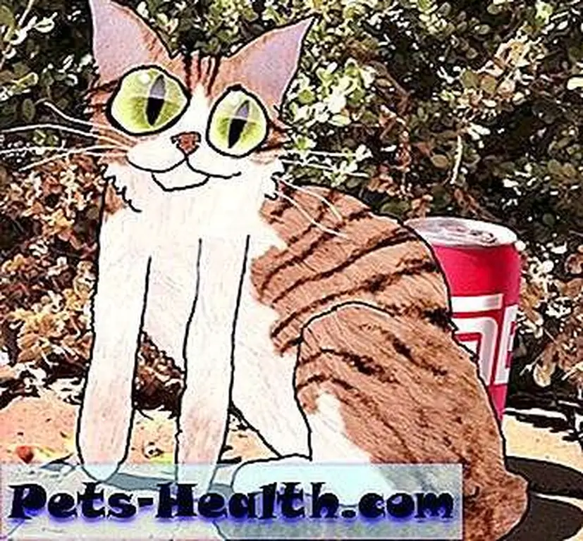 Tabby Cat by David Yow Tabby Cat by David Yow