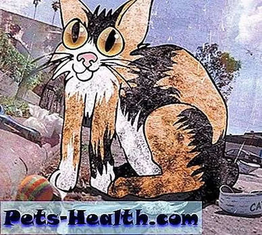 Cat Litter by David Yow Cat Litter by David Yow