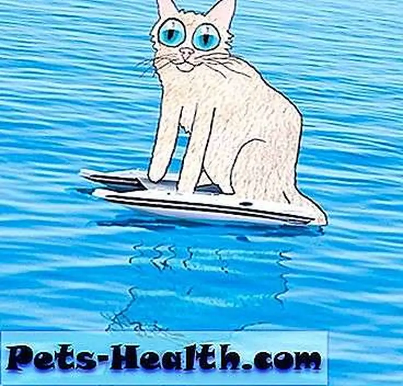 Catamaran by David Yow Catamaran by David Yow