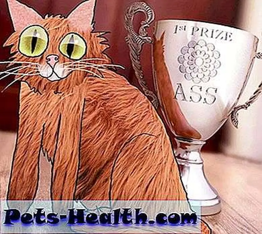 Catastrophe by David Yow Catastrophe by David Yow