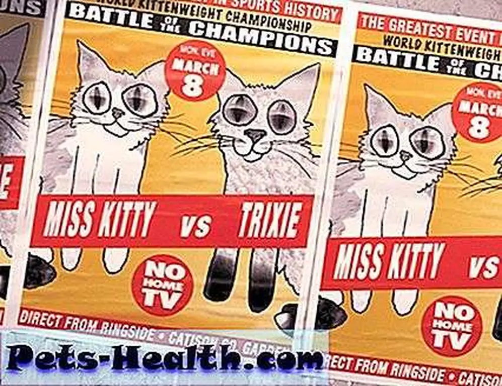 Cat Fight by David Yow Cat Fight by David Yow