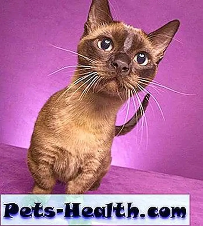 Munchkins' legs are slightly bowed. The short-leg gene also has this effect. Munchkins' legs are slightly bowed. The short-leg gene also has this effect.