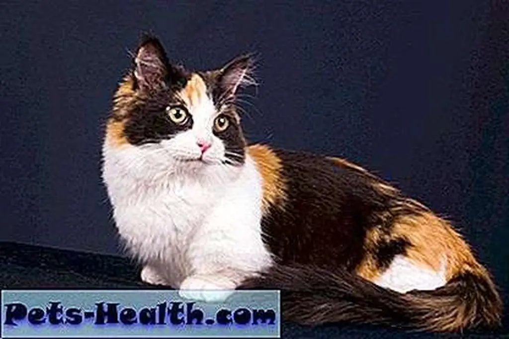 Munchkins come in short-haired and long-haired varieties. Munchkins come in short-haired and long-haired varieties.