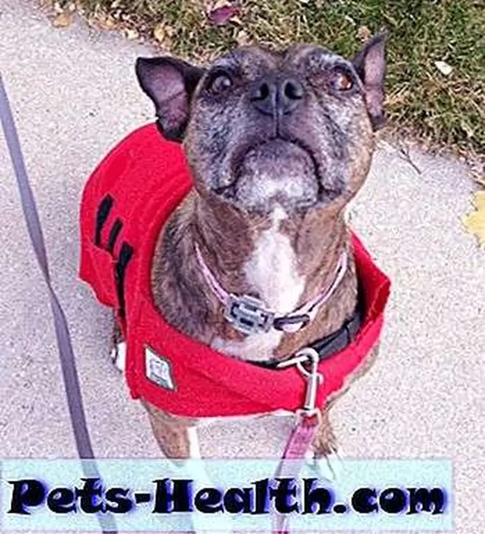 Look into my eyes. What am I trying to tell you? It has something to do with treats. Think hard.