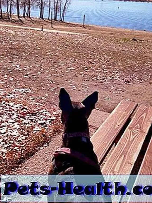 Not another dog in sight. This is great!