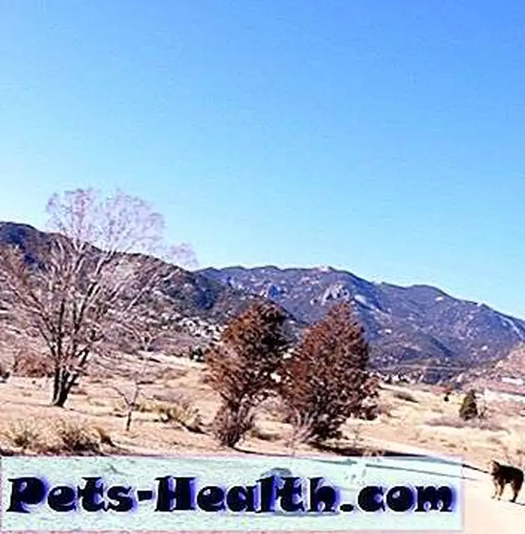 A beautiful day at the dog park.