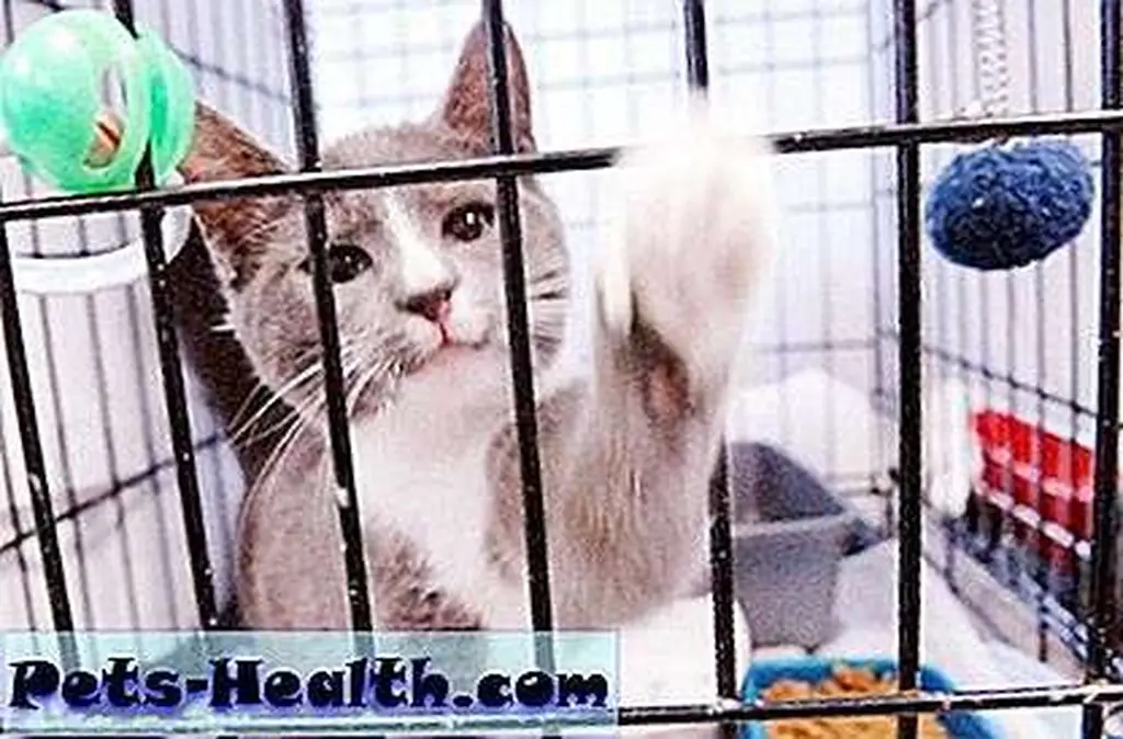 cat-at-shelter-068695abd5b897bd cat-at-shelter-068695abd5b897bd