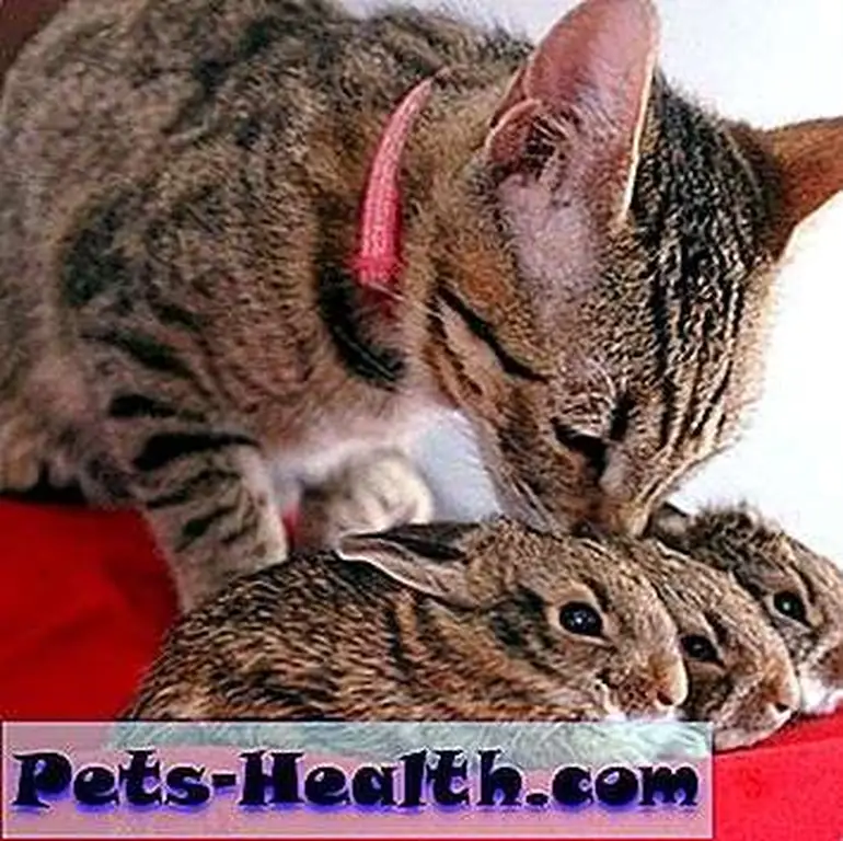 This cat is certainly curious about the row of baby bunnies. Kitty and Bunny Besties, posted by aerienette on Tumblr. This cat is certainly curious about the row of baby bunnies. Kitty and Bunny Besties, posted by aerienette on Tumblr.