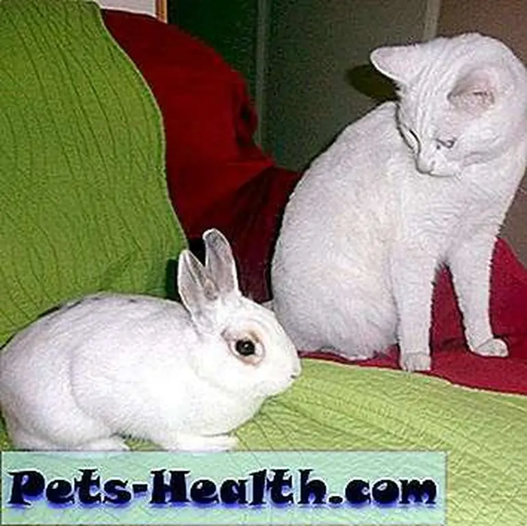 Rabbits are social creatures by nature. This rabbit seems unfazed, while the cat is understandably curious. Posted by zay4ik on Tumblr. Rabbits are social creatures by nature. This rabbit seems unfazed, while the cat is understandably curious. Posted by zay4ik on Tumblr.