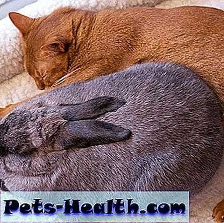 Meet Melba the rabbit and Kara the cat. Both live in a home that is full of love. Posted by kittiesplusbunnies on Tumblr. Original photo by ~Liz on Flickr. Meet Melba the rabbit and Kara the cat. Both live in a home that is full of love. Posted by kittiesplusbunnies on Tumblr. Original photo by ~Liz on Flickr.