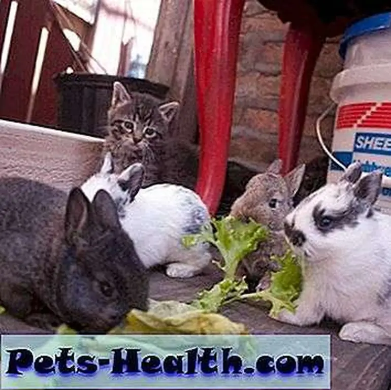 Unlike these bunnies, kittens don't have much use for roughage. Posted by addelburgh on Tumblr. Unlike these bunnies, kittens don't have much use for roughage. Posted by addelburgh on Tumblr.