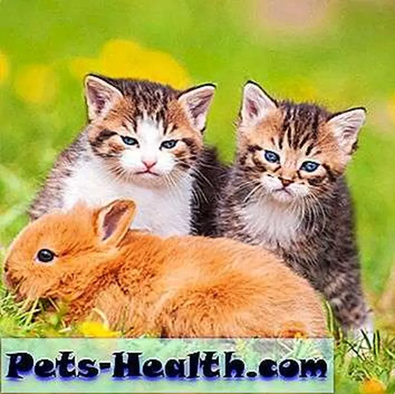 This is adorable, but those kittens have a mischievous look playing about their eyes. Little kittens with rabbit sitting on the lawn by Shutterstock. This is adorable, but those kittens have a mischievous look playing about their eyes. Little kittens with rabbit sitting on the lawn by Shutterstock.